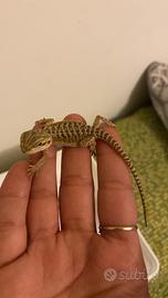 Pogona o drago barbuto