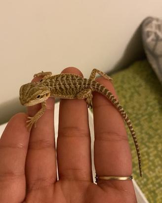 Pogona o drago barbuto
