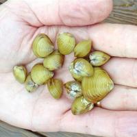 Vongole d'acqua dolce