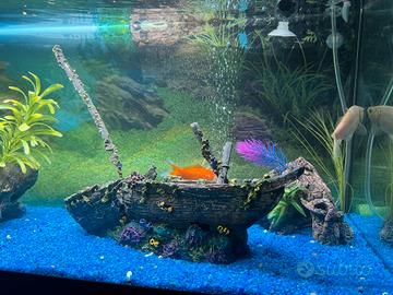 Acquario 