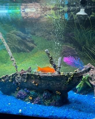 Acquario 