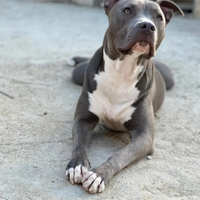 Pitbull blue nose