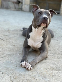 Pitbull blue nose