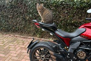 Mv Agusta Turismo Veloce Lusso SCS