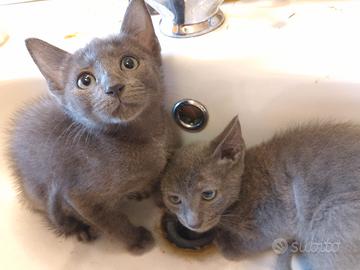 cuccioli di gatto 