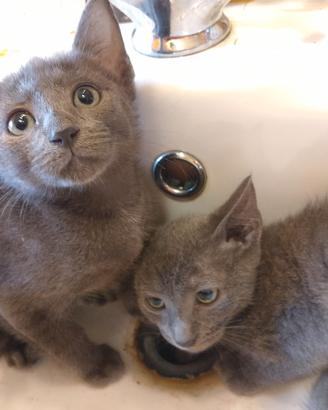cuccioli di gatto 