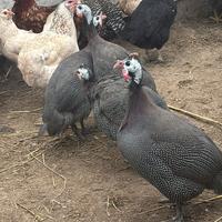 Galline faraone