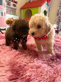 Maltipoo