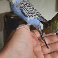 Cocorito allevato a mano