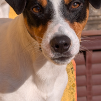 Cani da monta