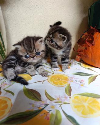 exotic shorthair 