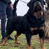 Rottweiler monta
