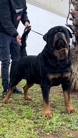 Rottweiler monta