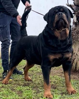 Rottweiler monta