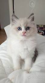 Ragdoll Dolcissima