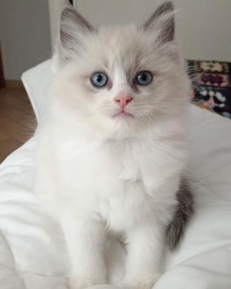 Ragdoll Dolcissima