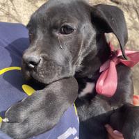 Cucciola cane dolce pelo nero vaccino