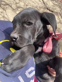 Cucciola cane dolce pelo nero vaccino