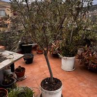 PIANTE DI ULIVO A PRODUZIONE E NON