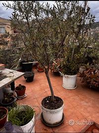 PIANTE DI ULIVO A PRODUZIONE E NON