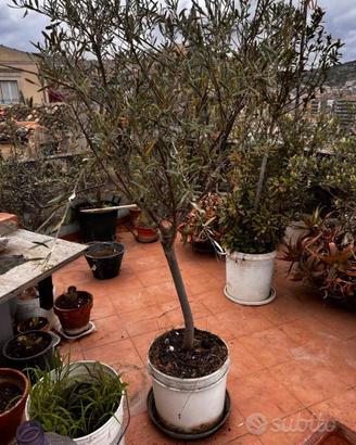 PIANTE DI ULIVO A PRODUZIONE E NON