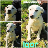 Igor dolce cucciolo in adozione