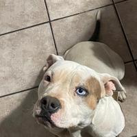 American bully