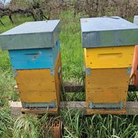 Arnia da nucleo 6 telai