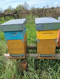 Arnia da nucleo 6 telai