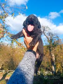 Cane Corso cuccioli