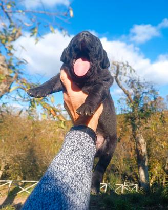 Cane Corso cuccioli