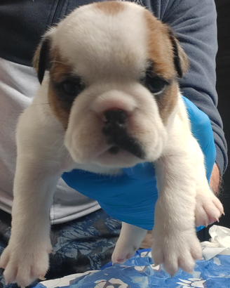 Cuccioli bulldog inglese