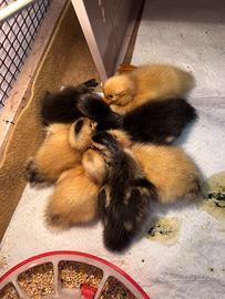 Pulcini Anatroccoli di Anatra corritrice indiana