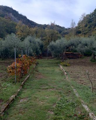 Terreno di 2600mq con casetta di legno di 32mq