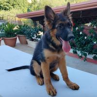 Cucciole di pastore tedesco