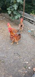 Galline
