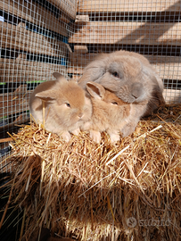 Incrocio conigli nani ariete e testa di leone