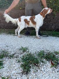 Setter Inglese