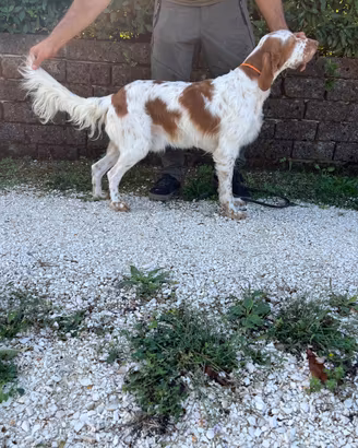 Setter Inglese