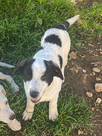 Gaia cucciola in adozione