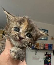 Cucciola maine coon