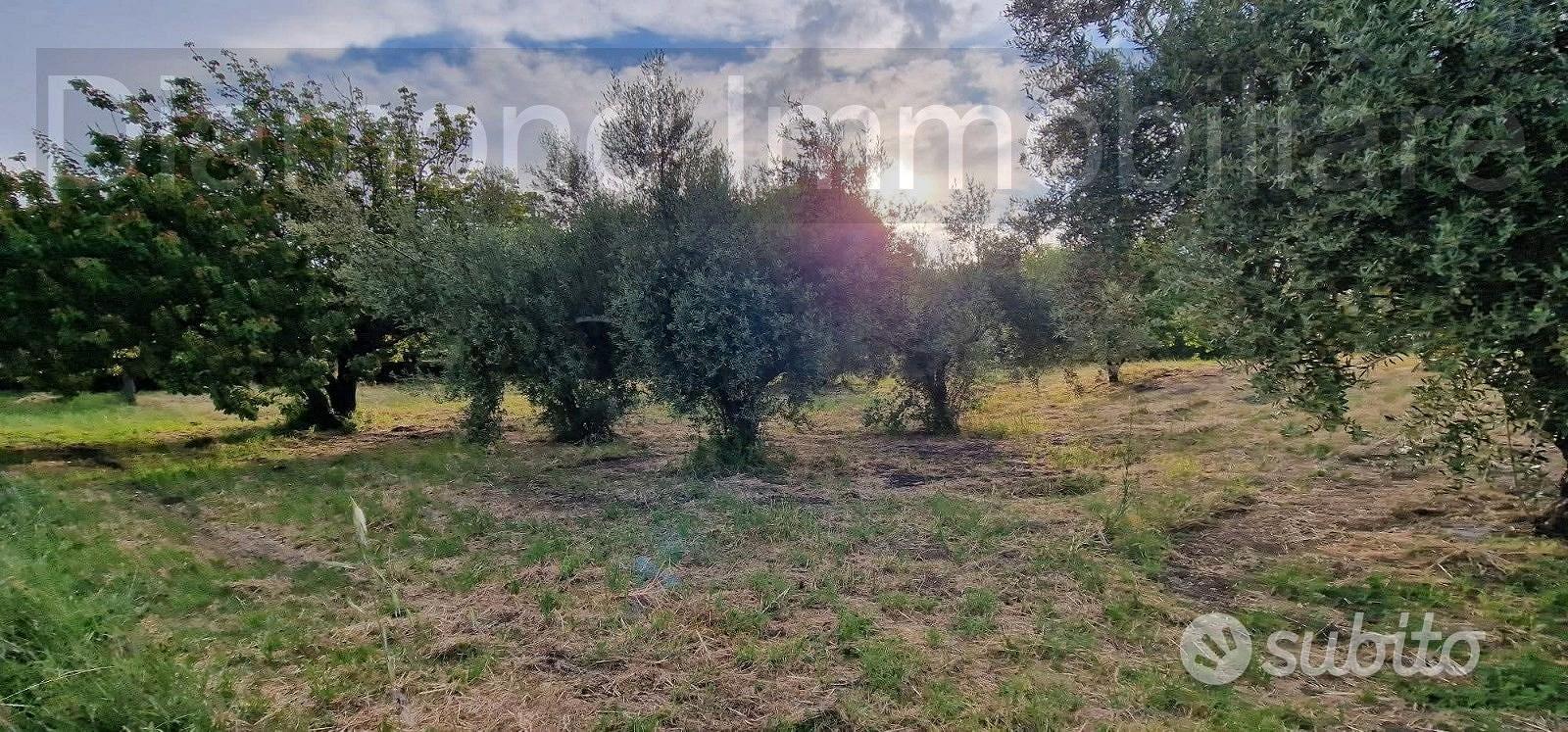 Rustico con uliveto e vigneto a Piedimonte Etneo - Altro
