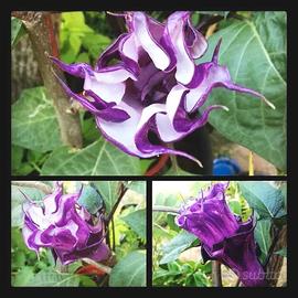 Datura Metel Purple 20x