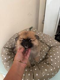 Spitz batuffolo