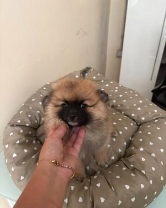Spitz batuffolo