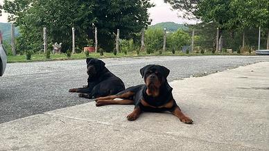 Rottweiler