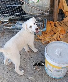 In adozione cucciola 3mesi1/2