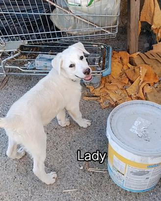 In adozione cucciola 3mesi1/2
