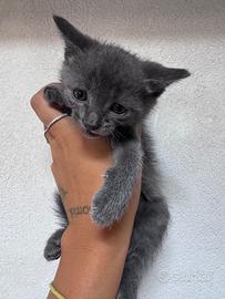 Gattini