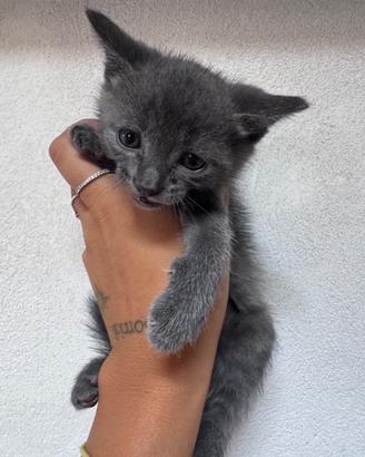Gattini